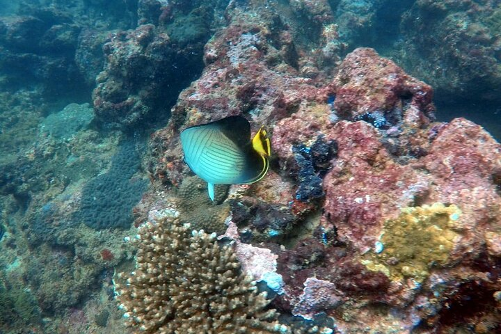 Night Diving in Negombo - Photo 1 of 6